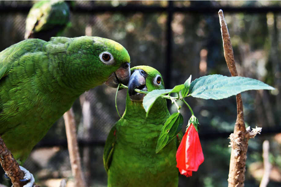 美丽故事送礼亲昵秀恩爱他拍下了动物世界的甜蜜瞬间